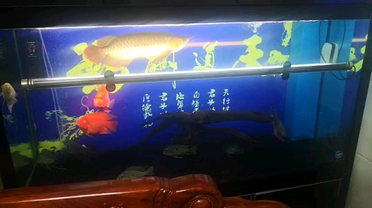 我的红龙 观赏鱼论坛