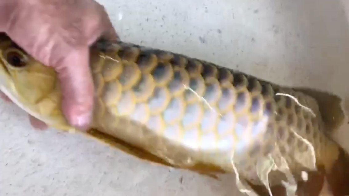 B over gold arowana Which one would you buy for the same price？See you in the comments section