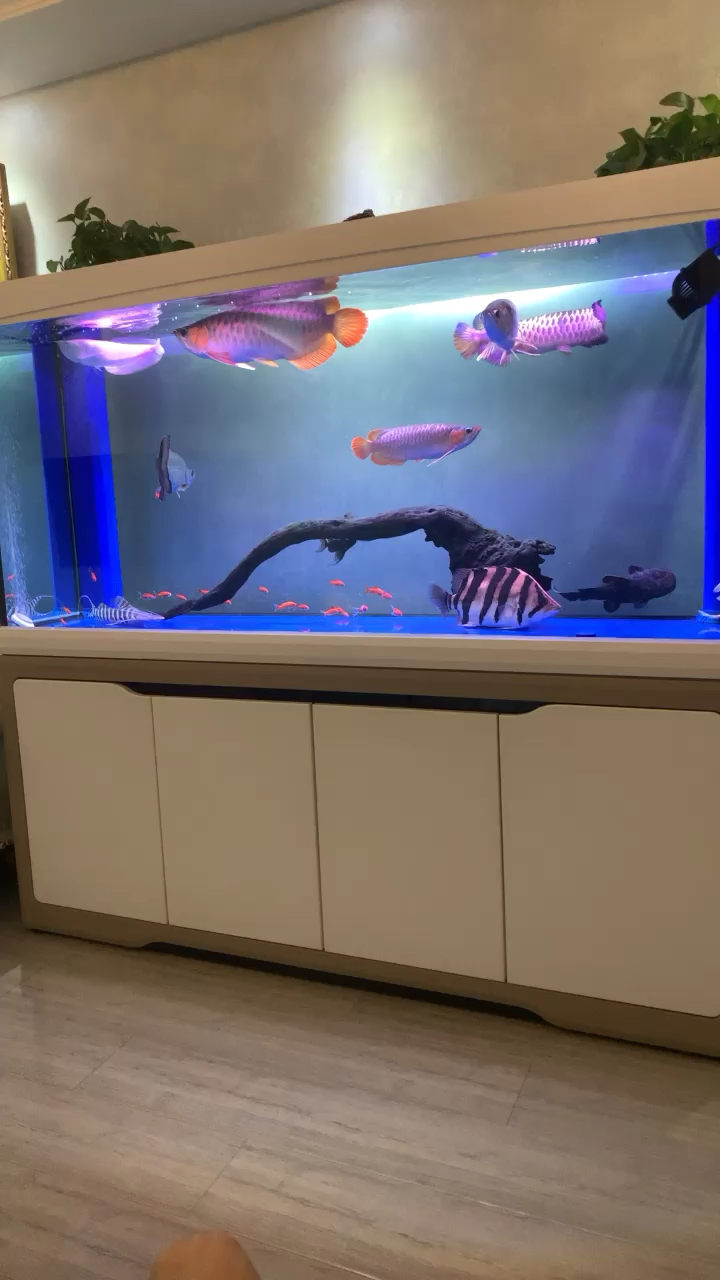 Drink tea and wipe the tank to watch fish