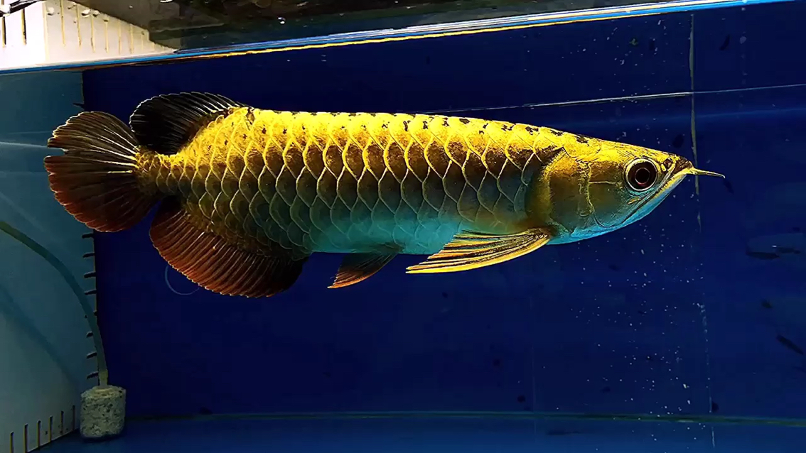 Wow there is another game full of gold arowana