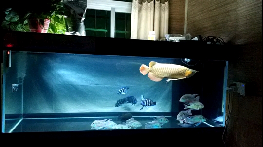 B over gold arowana Big fish hasnt arrived to watch