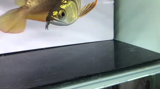 B over gold arowana What do you think of the 24k gold head？ Indonesian Tiger