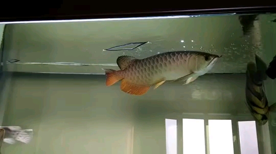 Xiaolong is one year old and wishes you healthy and happy growth Sianlon SUPER RED AROWANA Food