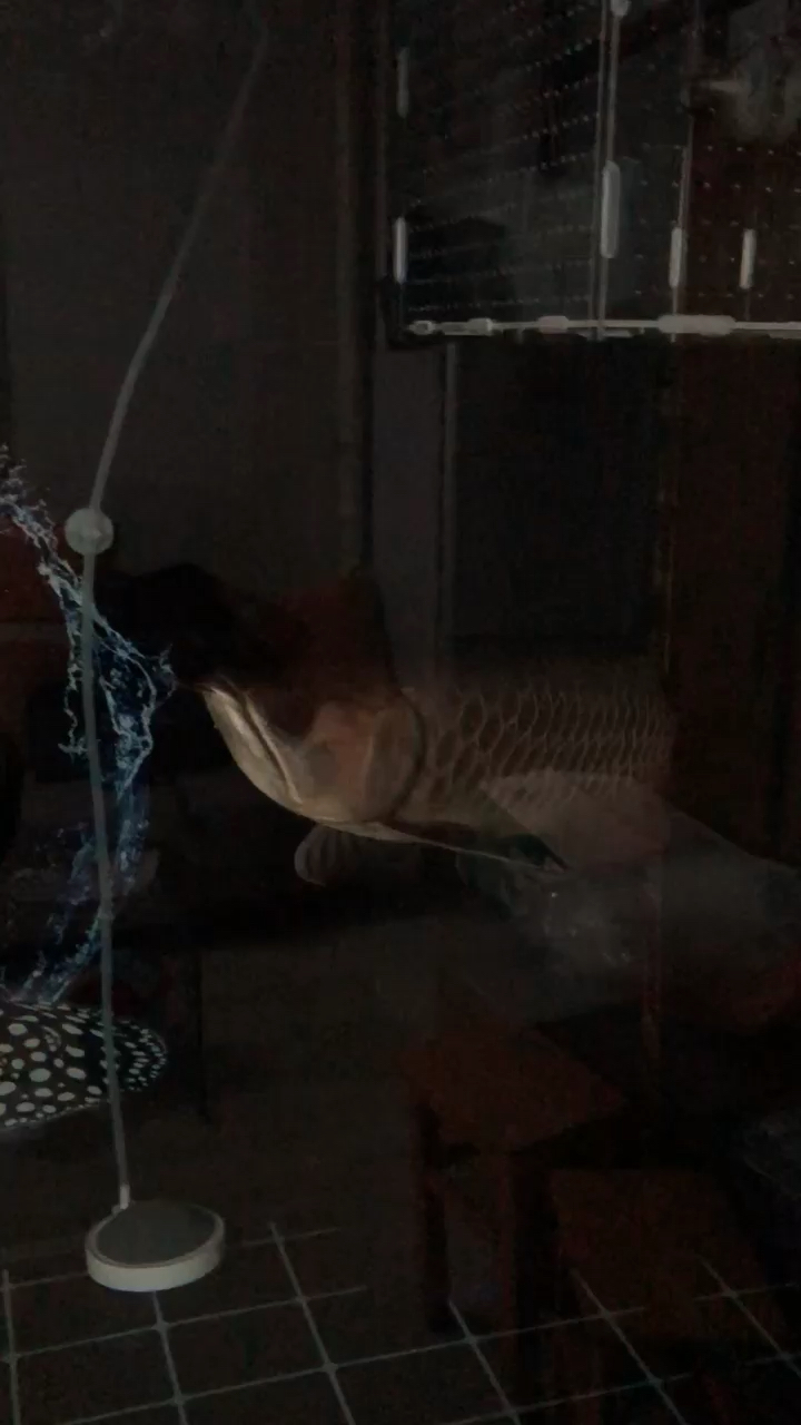 Albino ReArowanad Dragon Fish Xiaolong has been home for 5 days Indonesian Tiger
