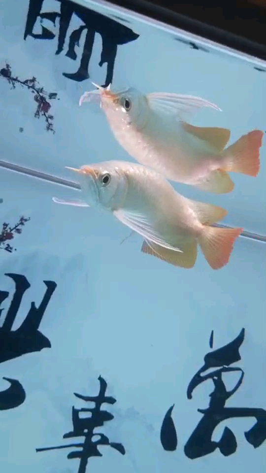 God of Wealth Parrot - God of Red Wealth Organize your phone to make a comparison before and after Albino duckbill ASIAN AROWANA,AROWANA,STINGRAY The1sheet