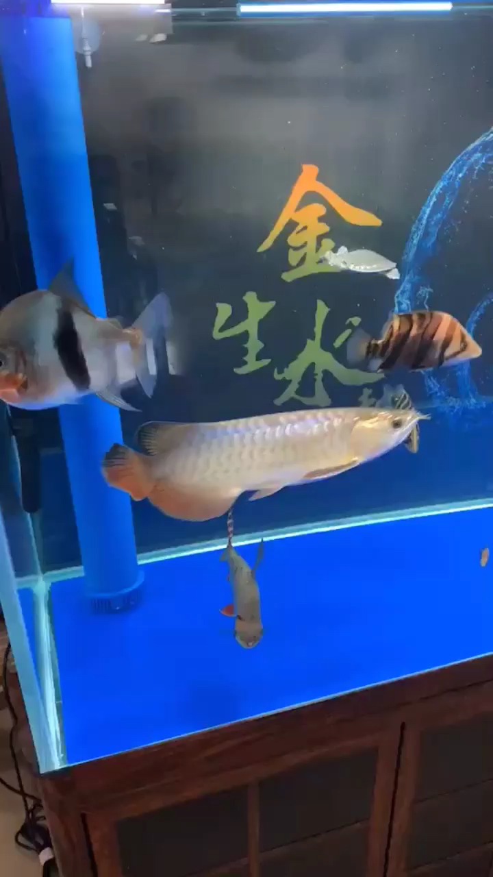 I heard that the dragon fish injured by the parrot cannot be recovered