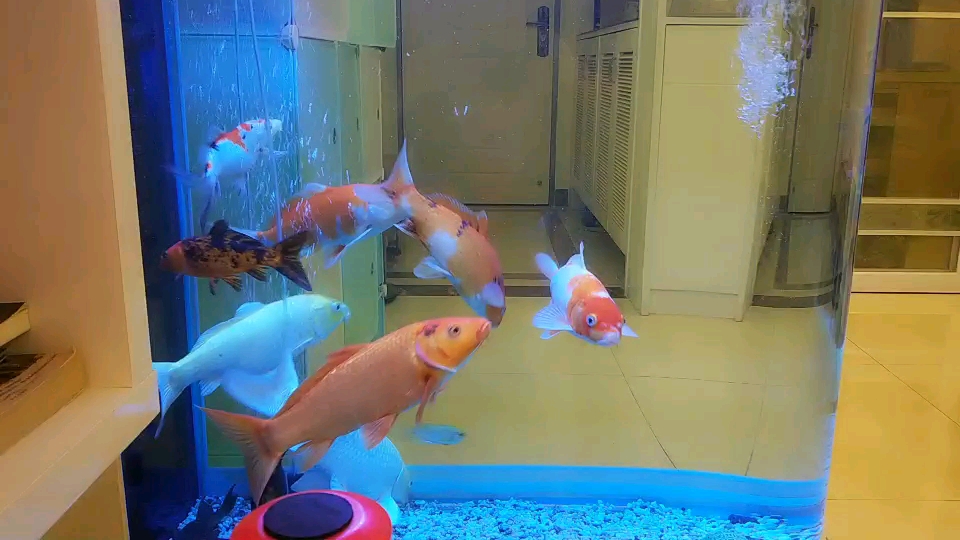 Modification completed Sianlon New breeds Fish