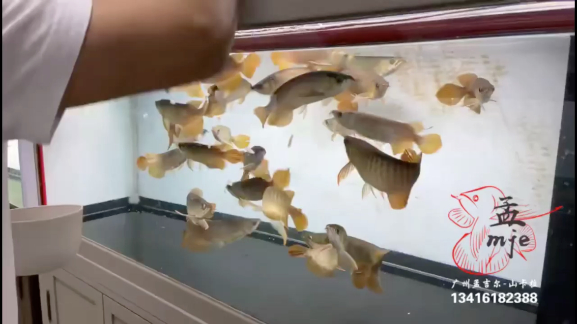 Fish tank customized Mengill ~ Xiaomeng large seven fin individuals