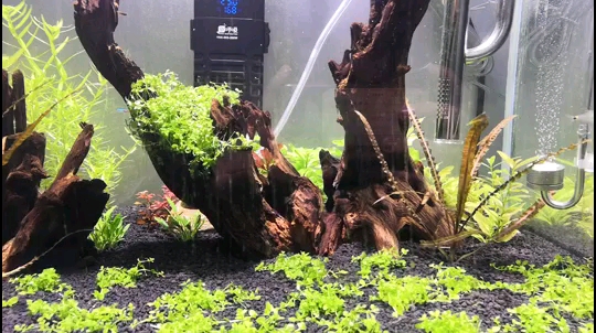 On the 17th day of tank opening the water plants bubbled