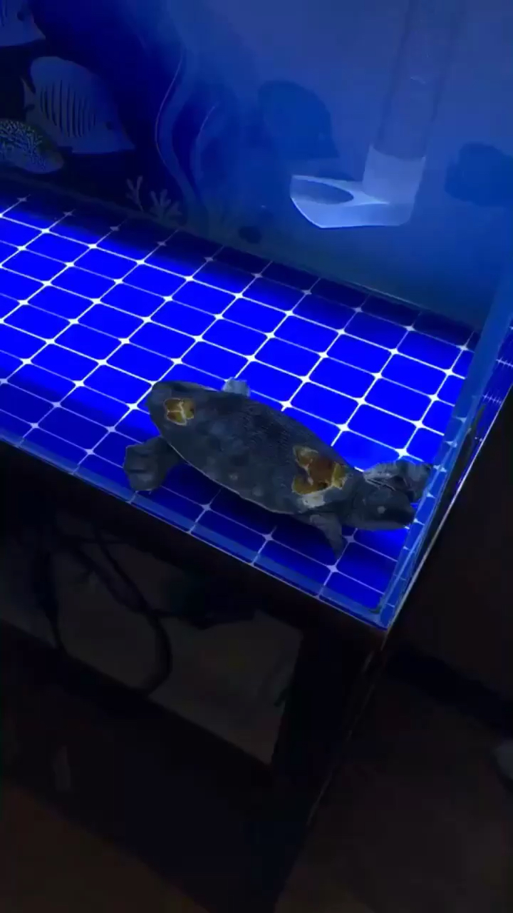 Poor hog-nosed turtle