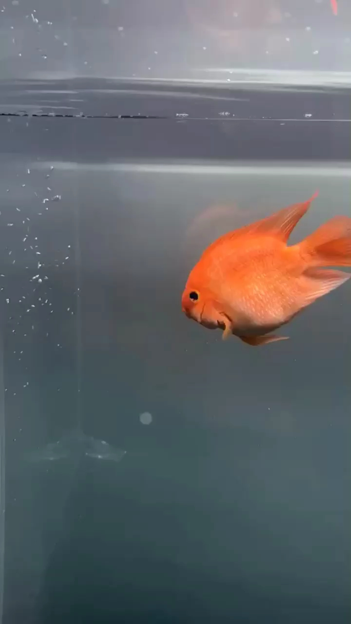 Consult the floating particles in the fish tank