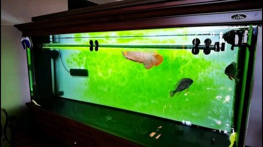 Fish friends who love green algae