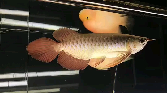 Asian Arowana Good fish needs likes and comments Black Cloud Fish