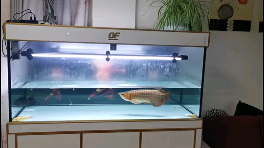 Shuangqianhu fish tank Butterfly carp
