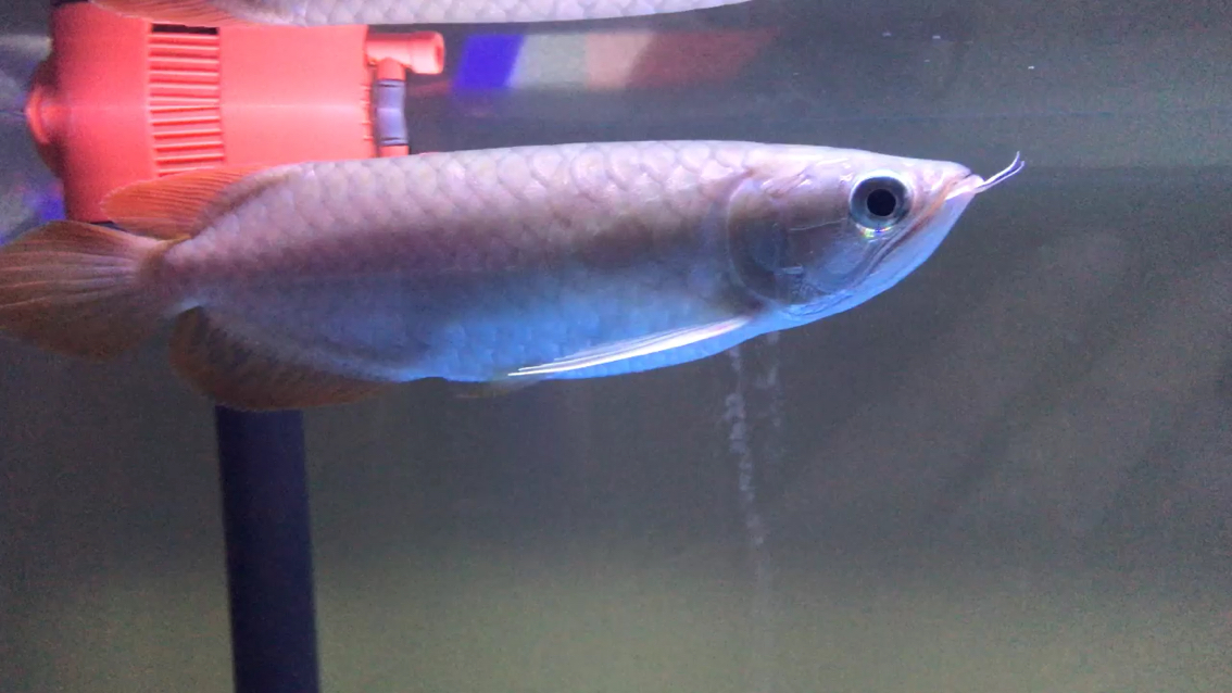 Fish Medicine and AROWANA Fish Food Does the trumpet and half cooperate with close-range shooting？ Thin frame red dragon fish