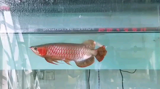 Shooting without lights looks more realistic and natural SUPER RED AROWANA