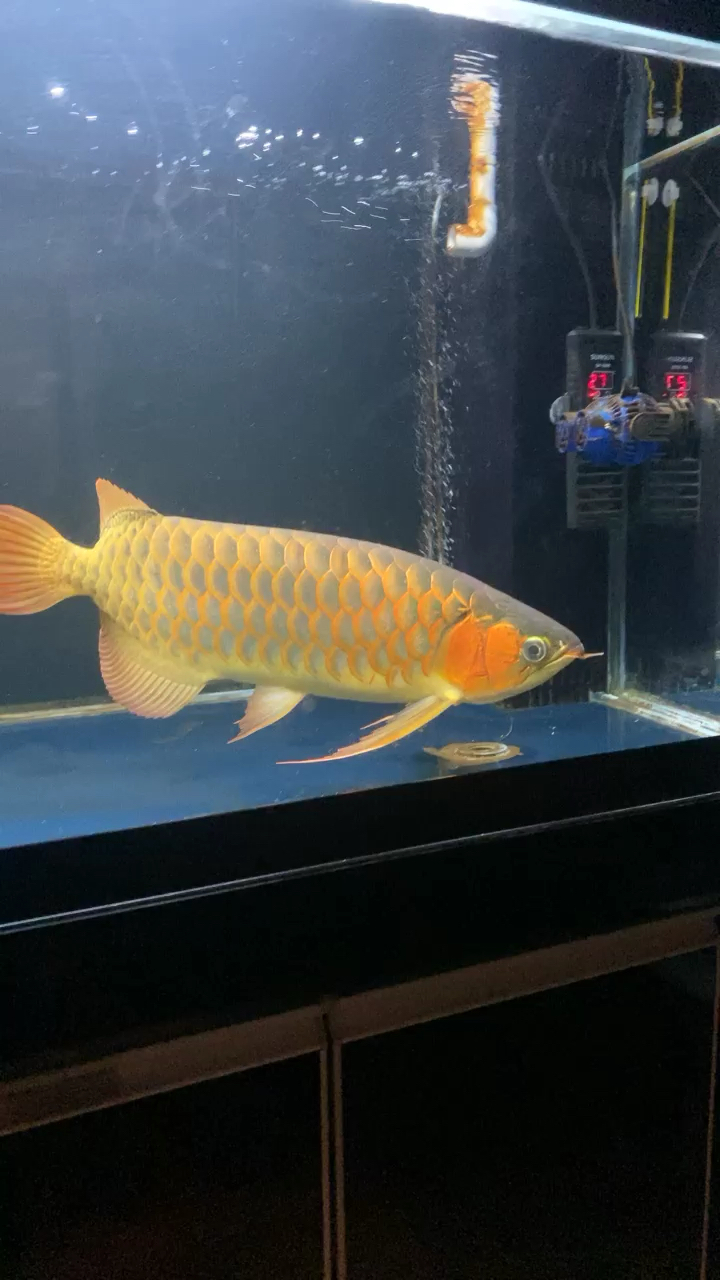 Why do many people think that the red dragon flame tail looks good？ Dolphin Whale (Red-tailed Cat) ASIAN AROWANA,AROWANA,STINGRAY The1sheet