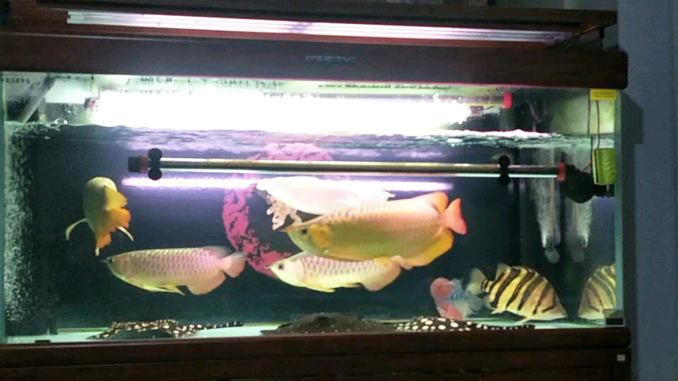 Go home to watch fish after get off work
