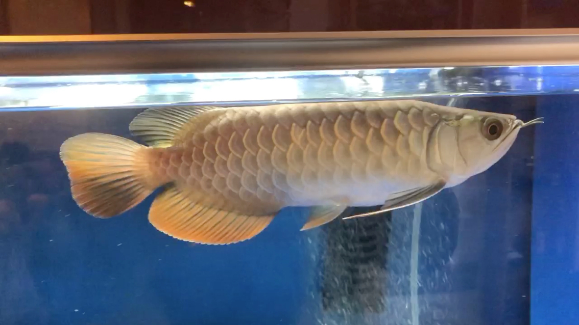 Blue-backed Arowana After a month of feeding it feels no change