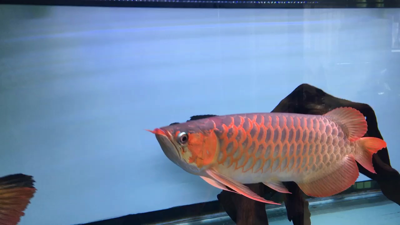 Tiger fish Two-year-old Xiaohong