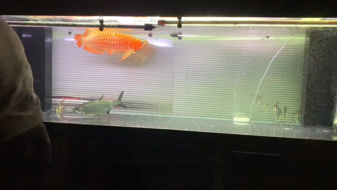 tropical fish Not deliberately turn off the lights for a few days on a business trip