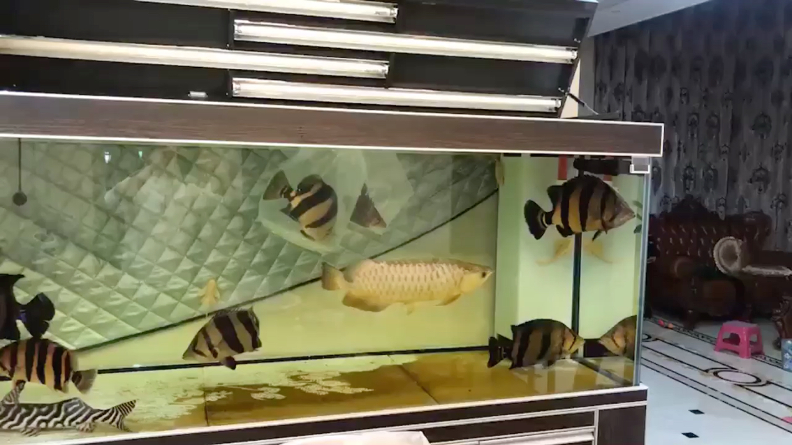 A tank full of tiger fish is about to overturn