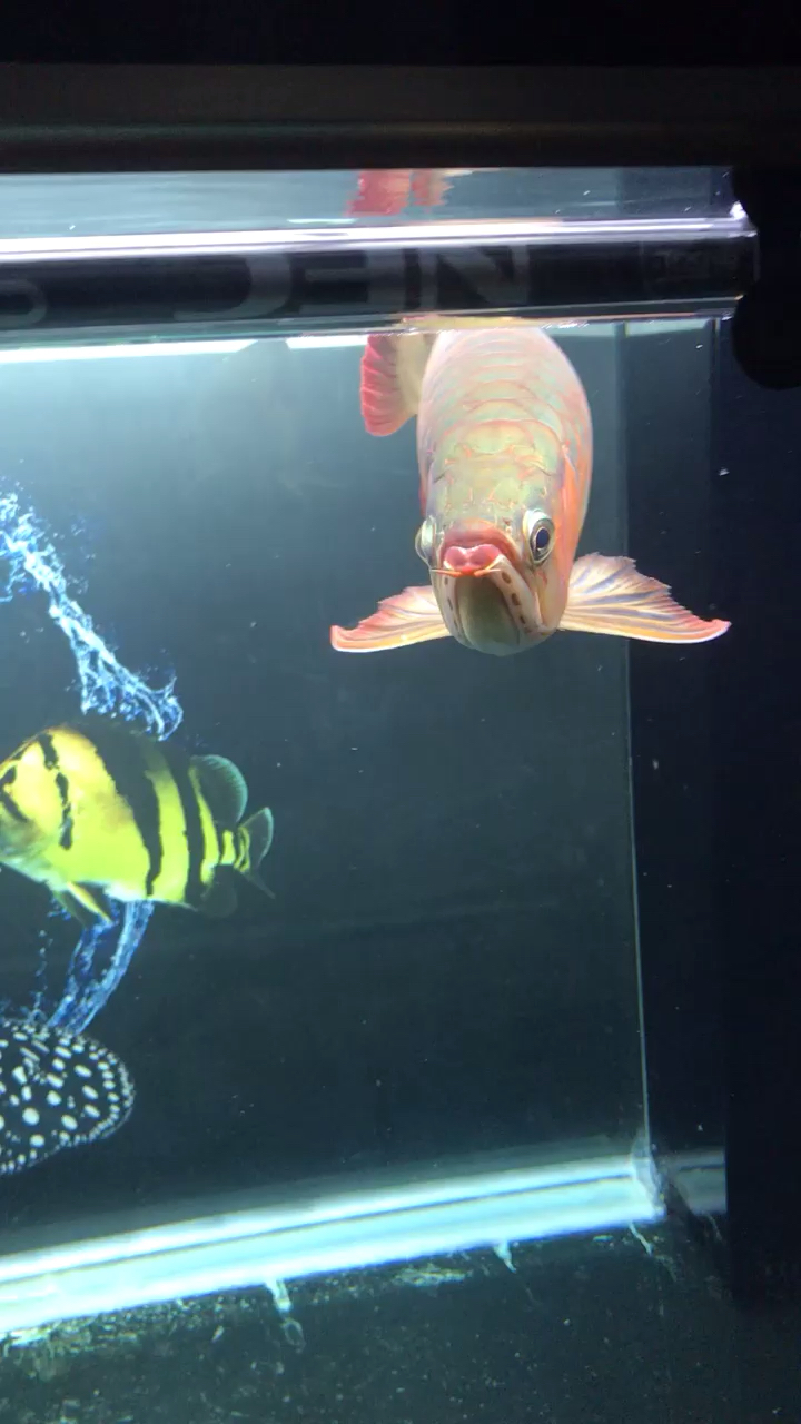宁波白子魟鱼公 皇冠母为了它又重新弄了个缸 宁波观赏鱼