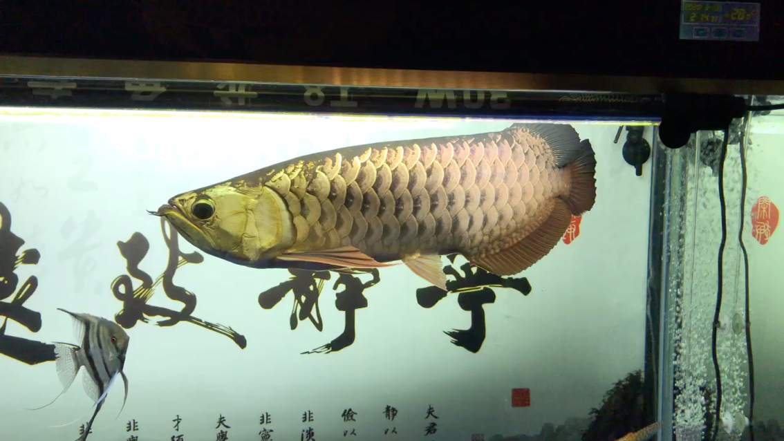 好久没来签到了 台州观赏鱼