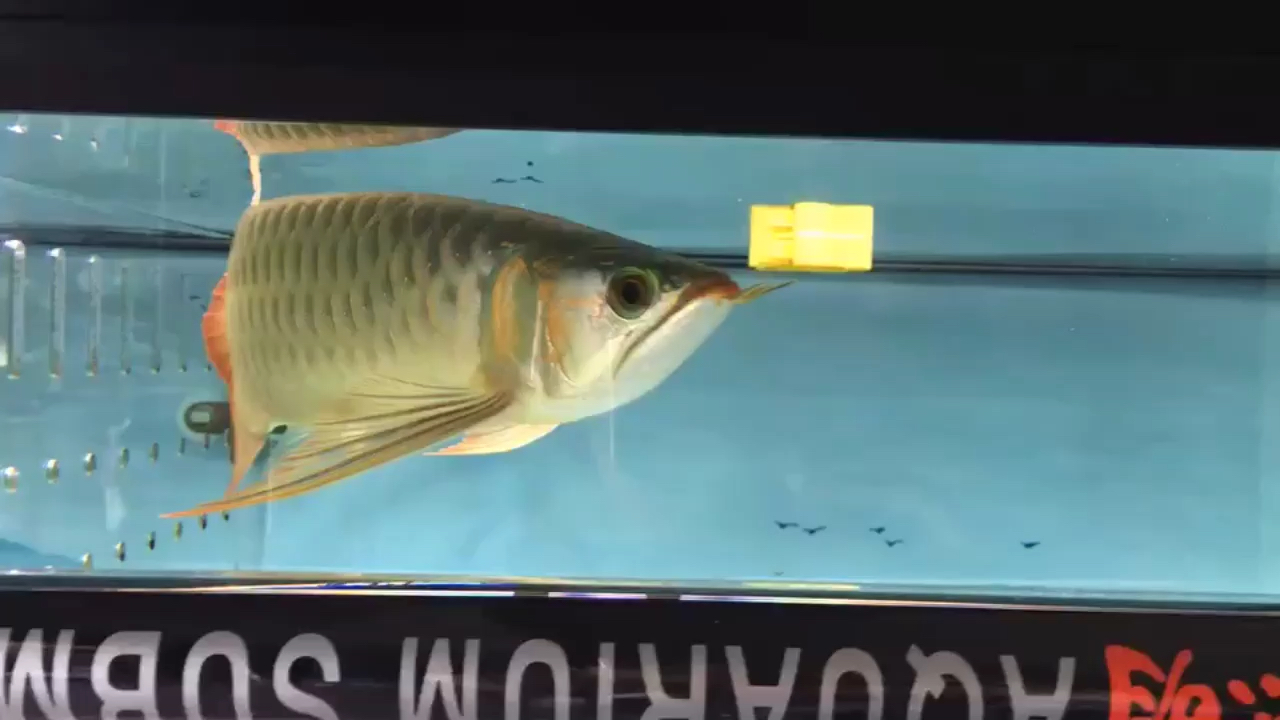 鞍山哪个水族店卖细线银板新来的 鞍山观赏鱼