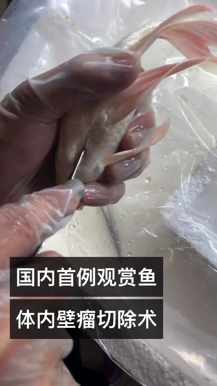 宜宾花鼠鱼国内首例观赏鱼体内壁瘤切除术